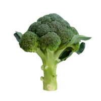 AI generated Fresh broccoli isolated on transparent background png