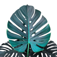 AI generated Monstera leaves isolated on transparent background png