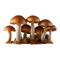 ai generato funghi su trasparente sfondo isolato png