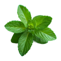 AI generated Mint in green on transparent background isolated png