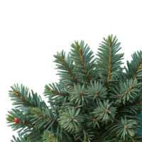 AI generated Christmas card featuring blue spruce and wintry branches isolated png