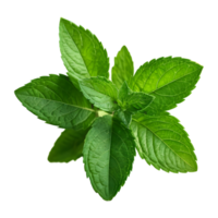 ai généré menthe dans vert sur transparent Contexte isolé png