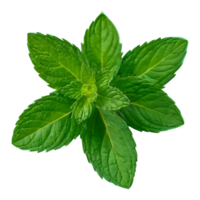AI generated Mint in green on transparent background isolated png