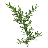 AI generated Rosemary branches against black isolated png