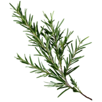 AI generated Rosemary branches against black isolated png