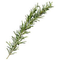 AI generated Rosemary branches against black isolated png