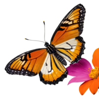 AI generated Common tiger butterflies in vibrant colors isolated png