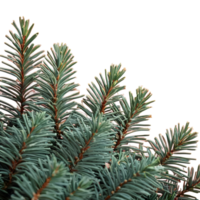 AI generated Christmas card featuring blue spruce and wintry branches isolated png