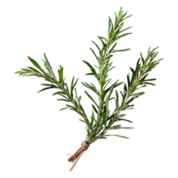 AI generated Rosemary branches against black isolated png