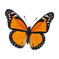 AI generated Orange and black butterfly isolated png