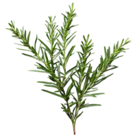 AI generated Rosemary branches against black isolated png