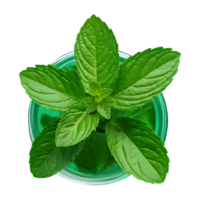 AI generated Mint in green on transparent background isolated png