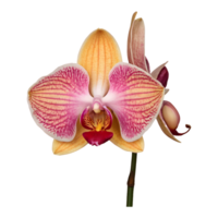 AI generated Orchid flower s exquisite intricacy isolated png