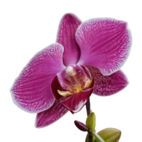 ai gerado orquídea flor s requintado complexidade isolado png