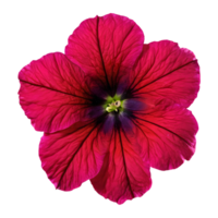 AI generated Petunia flowers magnified in macro photography isolated png