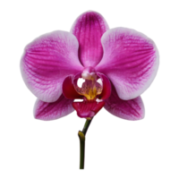 ai gerado orquídea flor s requintado complexidade isolado png