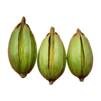 AI generated Three cardamom pods on transparent background isolated png