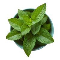 AI generated Health benefits of green and fresh mint leaves isolated png