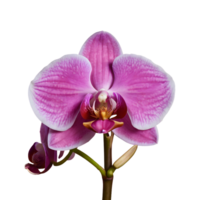 ai généré rose orchidée fleurs sur une transparent Contexte isolé png