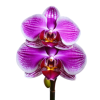 ai généré rose orchidée fleurs sur une transparent Contexte isolé png