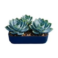 AI generated Classic blue succulents isolated as png clip art with a deep blue swatch for print and web design in the color of the year isolated