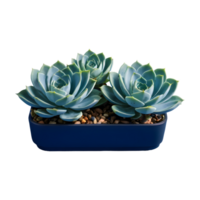 ai généré classique bleu plantes succulentes isolé comme png agrafe art avec une Profond bleu échantillon pour impression et la toile conception dans le Couleur de le année isolé