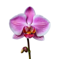 AI generated Pink orchid flowers on a transparent background isolated png