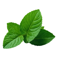 ai généré santé avantages de vert et Frais menthe feuilles isolé png
