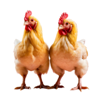 AI generated Pair of young broiler chickens isolated on transparent background isolated png