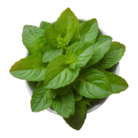 ai generado salud beneficios de verde y Fresco menta hojas aislado png