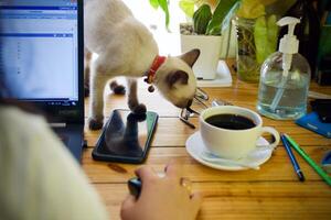 Women using laptop working and drink coffee cup hot at home photo