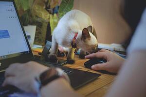 Women using working and drink coffee cup hot at home photo