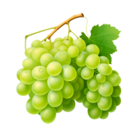 ai generado verde uvas Fresco uvas en el vino No antecedentes png