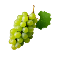 ai gerado verde uvas fresco uvas em a videira não fundo png