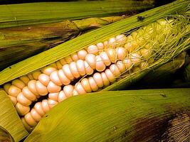 White Corn Grains, Madeira Island Porto da Cruz Winter photo