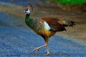 Peahen Enjoys a Peaceful Walk photo