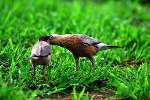 Brahminy starling couple kissing vibes photo