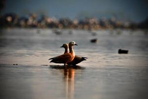 Ruddy Shelduck Couple on a Lake photo