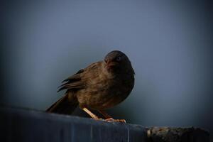 Jungle Babbler's Watchful Eye photo