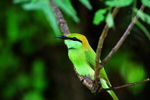 Bee Eater Bird Capturing Natures Colorful Aviator photo