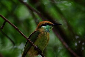 Bee Eater Bird Capturing Natures Colorful Aviator photo