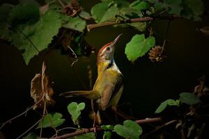 The Common Tailorbird photo