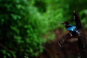 vibrante alcedinidae- diverso martines pescadores en todo el mundo foto