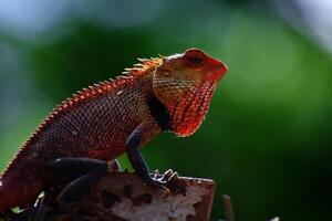 Chameleons- Masters of Camouflage photo