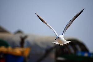 Graceful Seabirds- Gulls Unveiled photo