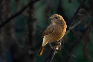 Close-up of Pied Bushchat bird perching on branch photo