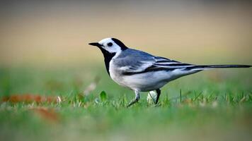 Wagtails - White wagtail photo