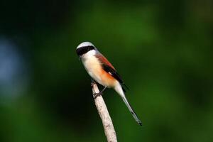 Bay-backed Shrike,True Shri photo