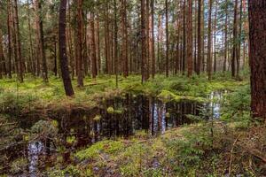 Bog and pine forest landscape photo