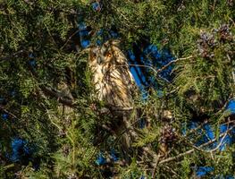 Long-eared owl on pine tree photo